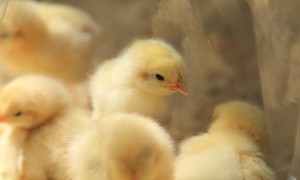 今すぐに送りたい。ゆるゆるLINEスタンプ５選