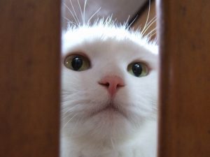 【overflow】右に変な余白が出来た時の対処法（スマホでも）【wordpress】【web制作】